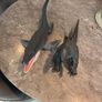 dinosaurs Image 2