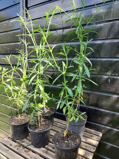 Purple Verbena bonarienis Flower