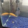 fish tank Image 5