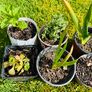 8-Piece Plant & Shrub Set incl. Fresh Mint Image 6