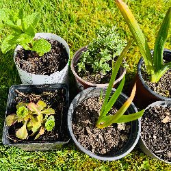 Grow Your Own! 8-Piece Plant & Shrub Set incl. Fresh Mint