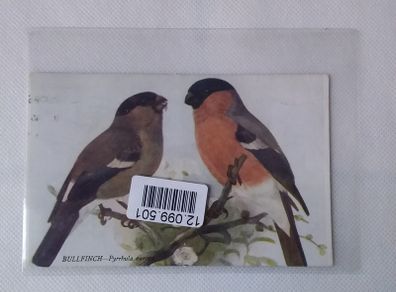 Birds of Britain Series Postcard : Bullfinch