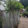 Bamboos plants.  delivery available Image 4