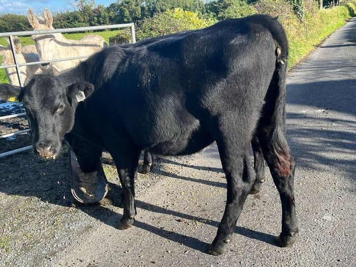Heifers