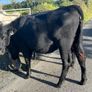 Heifers Image 3