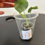 Alocasia silver dragon pups for sale Image 5