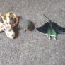 sea animals bundle Image 3