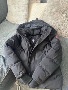 Canada goose