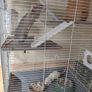 Rat cage and 2 cute rats Image 6