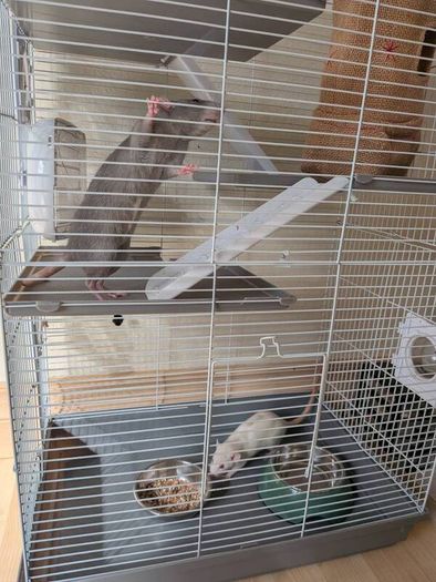 Rat cage and 2 cute rats