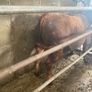 Red Angus bulls Image 5