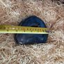 Polished blue agate geode slice. Image 5