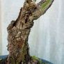 Bonsai Image 4