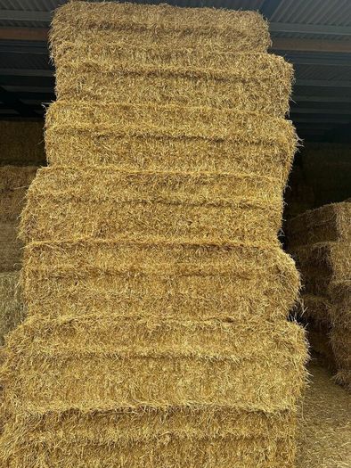 2026 Hay