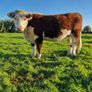 Pedigree Hereford Heifers and Bulls Image 4