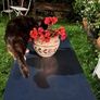 French Garden Table Steel Image 4