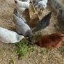 laying hens Image 5