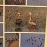 Ornamental water fowl Image 2