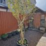 tree in a pot Image 2