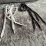 Shoes Straps Image 2