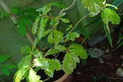 Oak tree saplings