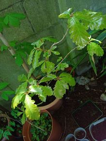 Oak tree saplings