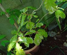 Oak tree saplings