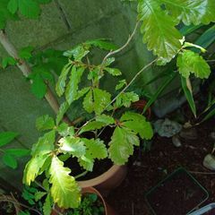 Oak tree saplings
