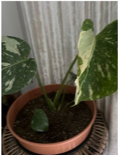 plant