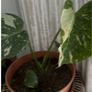 plant Image 4