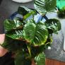 Aquarium plants Image 4