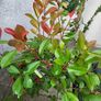 Photinia Fraserii Red Robin Image 5