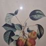 Antique engraving Duhamel, Poiteau, & Turpin - Pears Image 8