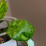 Philodendron Green Congo Hybrid ( Nuclear) Image 4