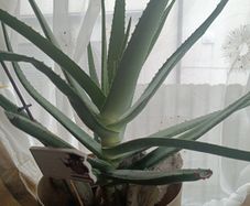 aloe Vera plant  just the way it looks. Grown by me
