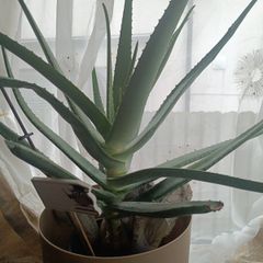 aloe Vera plant  just the way it looks. Grown by me