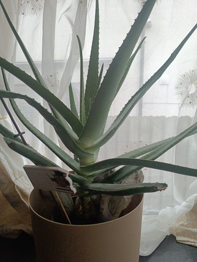 aloe Vera plant  just the way it looks. Grown by me