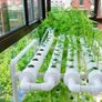 54 Holes Hydroponic Piping Site Grow Kit Deep Water Culture Planting Box Gardening System Nursery Pot Hydroponic Rack 220V Image 4