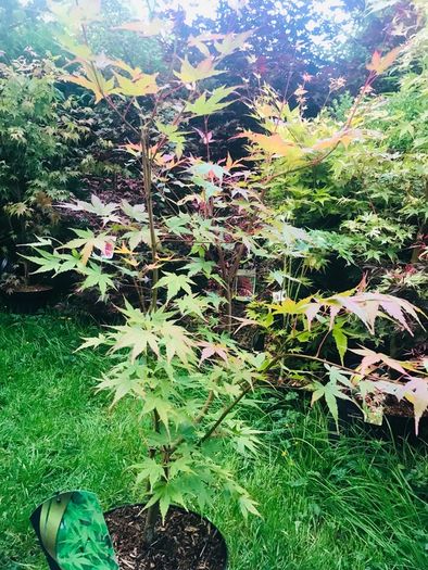 Japanese maples and Native irish Trees & Shrubs