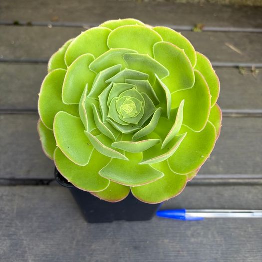 Aeonium Blushing Beauty