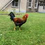 Rooster (Hybrid) Image 2