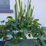 Indoor planter Image 3