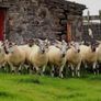 Ballinrobe special sale of Hiltex and Texel cross Image 3