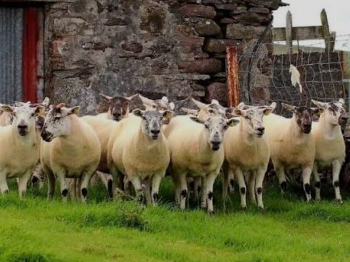Ballinrobe special sale of Hiltex and Texel cross