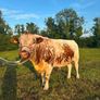 PBR 3 y Irish Moiled Bull Image 3