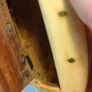 19th Century Horn Scrimshaw Snuff Box Image 8