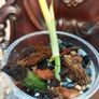No.80 Monstera Albo baby Image 3