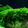 Vesicularia montagnei 'Christmas Moss' Image 2