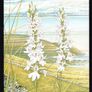 1993 Ireland Fauna & Flora Irish Orchids Commemorative Stamps Maximum Cards Mint Image 3