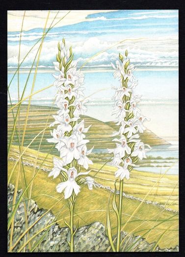 1993 Ireland Fauna & Flora Irish Orchids Commemorative Stamps Maximum Cards Mint